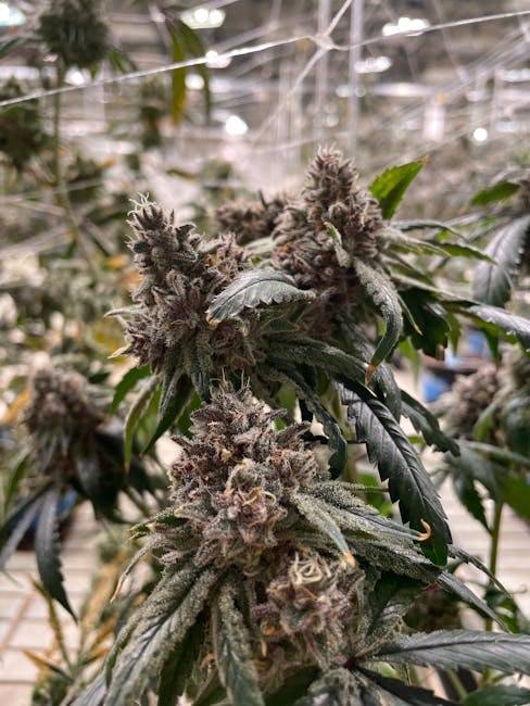 Prague Dispensary – Buy THC Joints, Cannabis, and Edibles Online