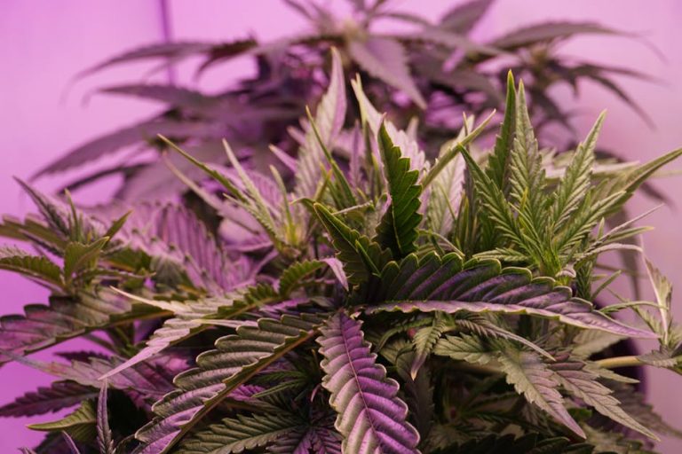 Buy Marijuana Online in Prague