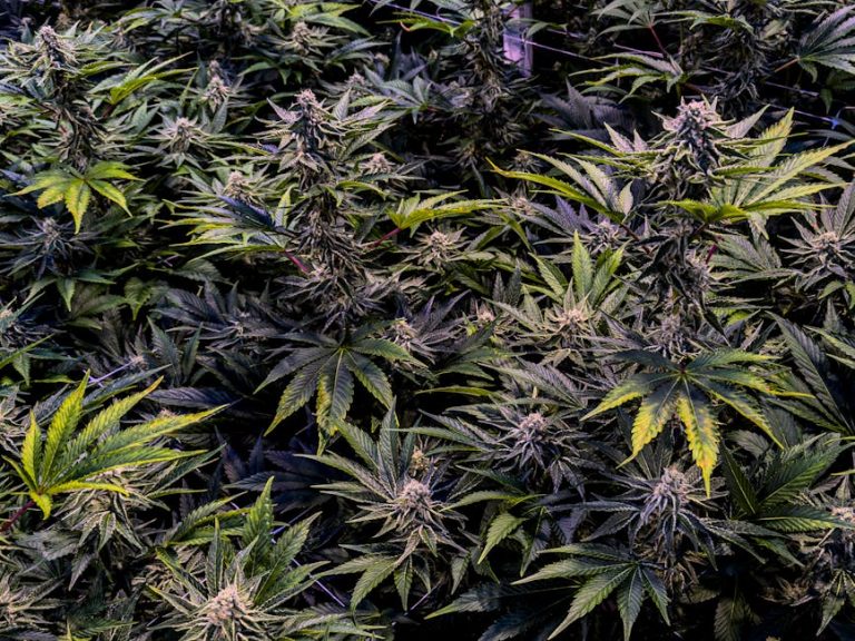 Prague’s Cannabis Scene: A Growing Destination