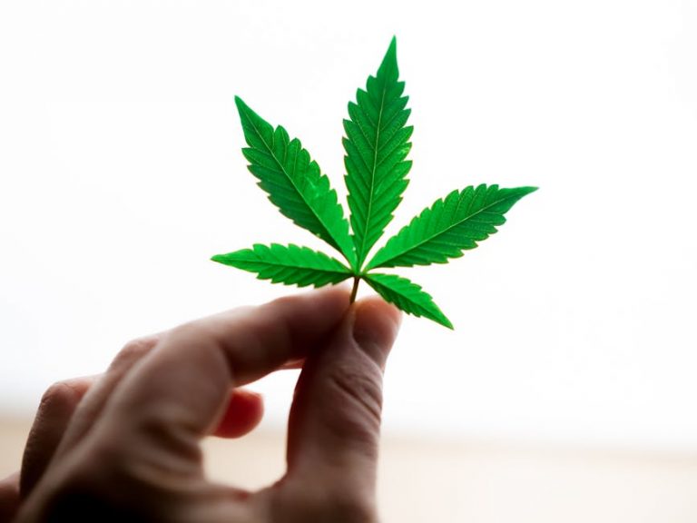 Discreet Cannabis Delivery in Prague