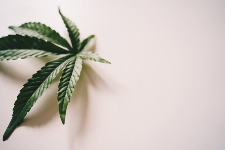 Prague’s Cannabis Delivery Service