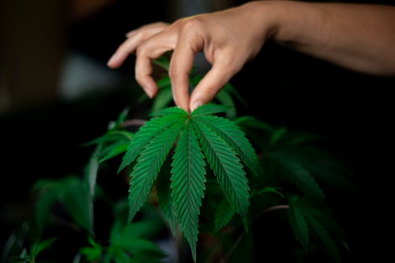 Prague’s growing interest in hemp and cannabis products