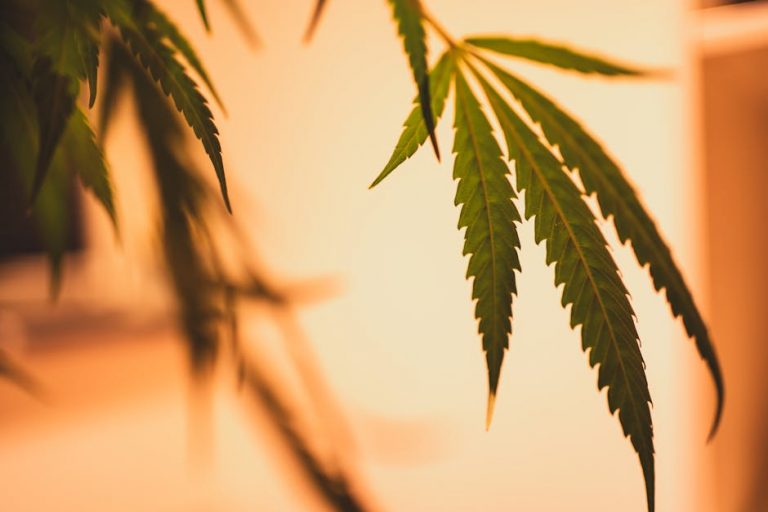 Welcome to the future of hemp and cannabis shopping in Prague