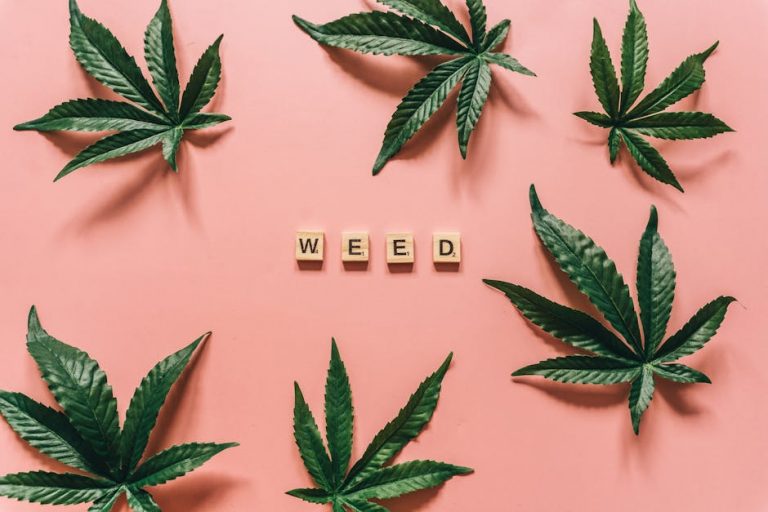 Prague the capital of the Czech Republic is not only famous for its historic architecture and vibrant nightlife but also for its growing cannabis scene