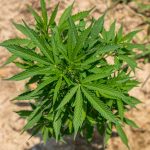 Prague THC Chocolate: The Ultimate Guide to Premium Cannabis Edibles img-1770.jpg