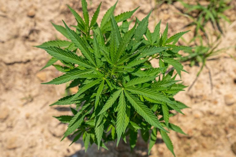 Prague THC Chocolate: The Ultimate Guide to Premium Cannabis Edibles