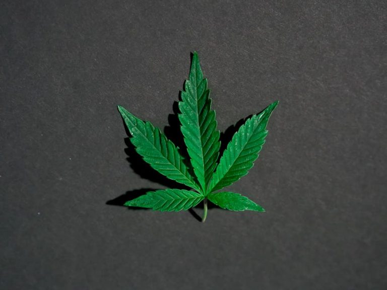 Prague’s vaping scene is thriving, and if you’re looking for high‑quality THC vapes, cannabis, marijuana, hemp, or weed, you’ve come to the right place