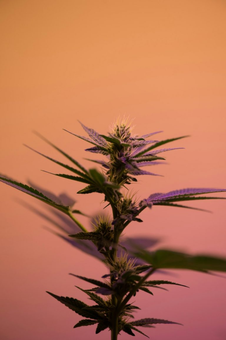 Prague’s vibrant vape community is growing fast, and locals are looking for the best ways to enjoy THC vape safely and affordably
