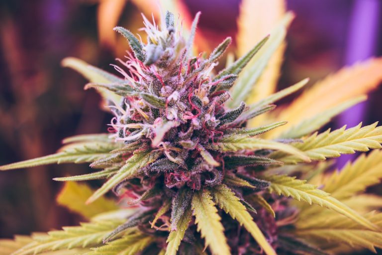 Prague Cannabis: A Comprehensive Guide to Strains, Prices, and Delivery