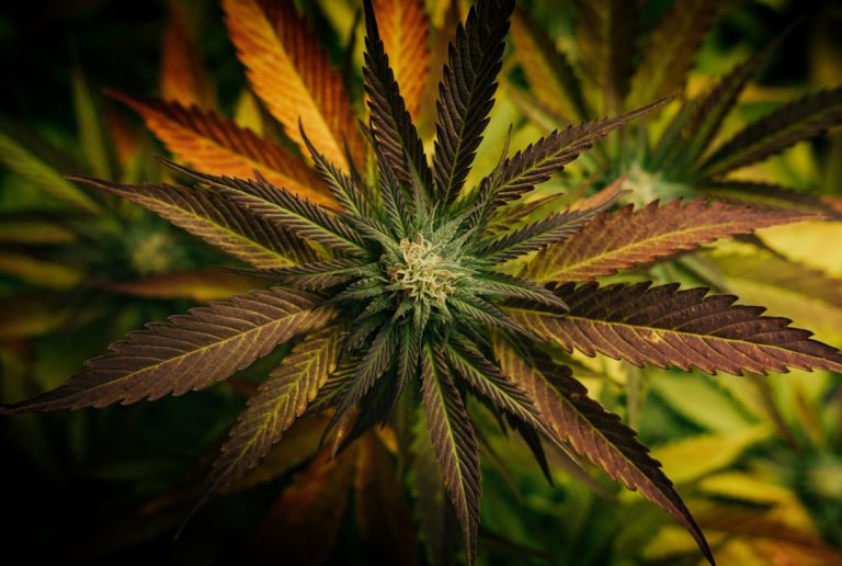 Prague Cannabis Delivery Service