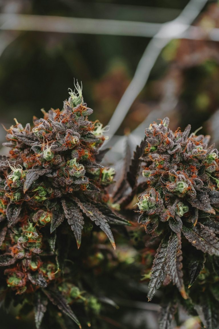Prague Cannabis Prices 2024: Legal Landscape and Buying Guide