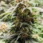 Why THC Chocolate is a Must‑Try in Prague img-1995.jpg