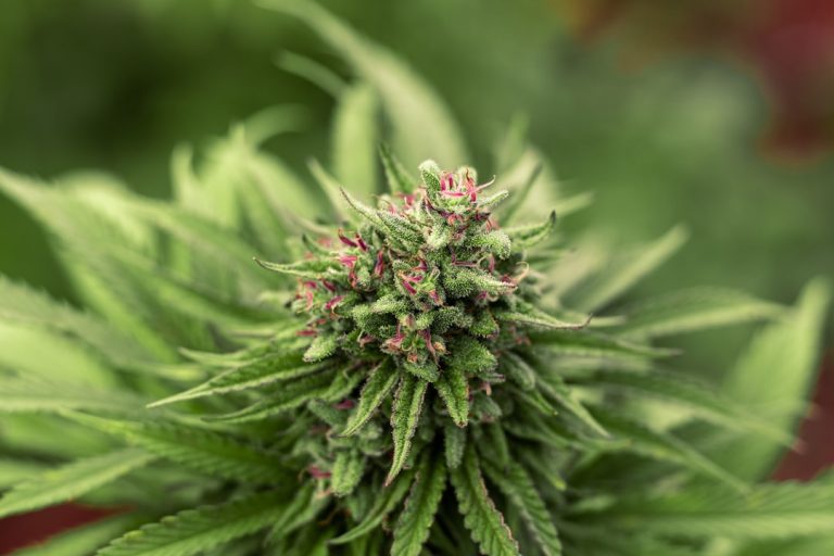 Prague Vape Shop: Best THC Vape Deals in the Heart of Prague