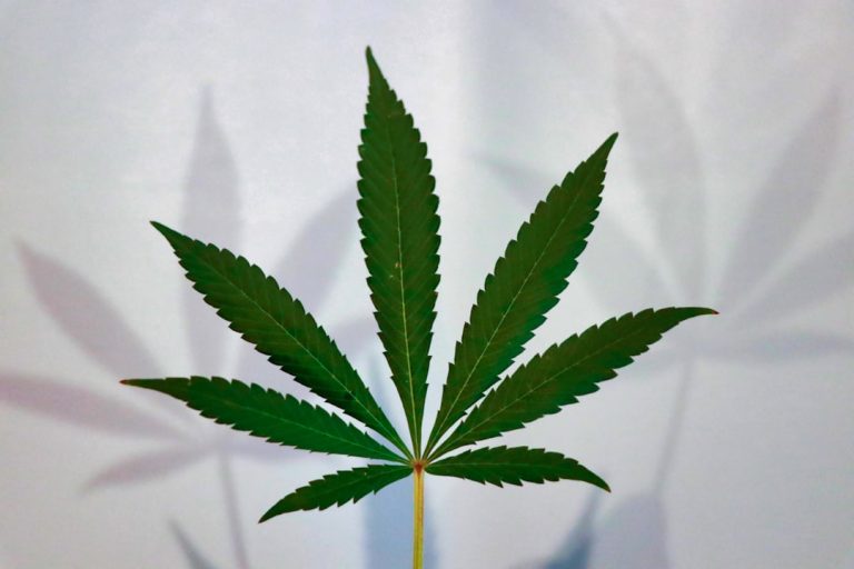 Looking for the best THC vape experience in the heart of Central Europe