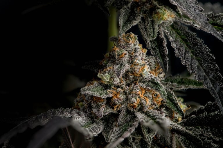 Prague cannabis shop: same‑day delivery of THC‑infused treats