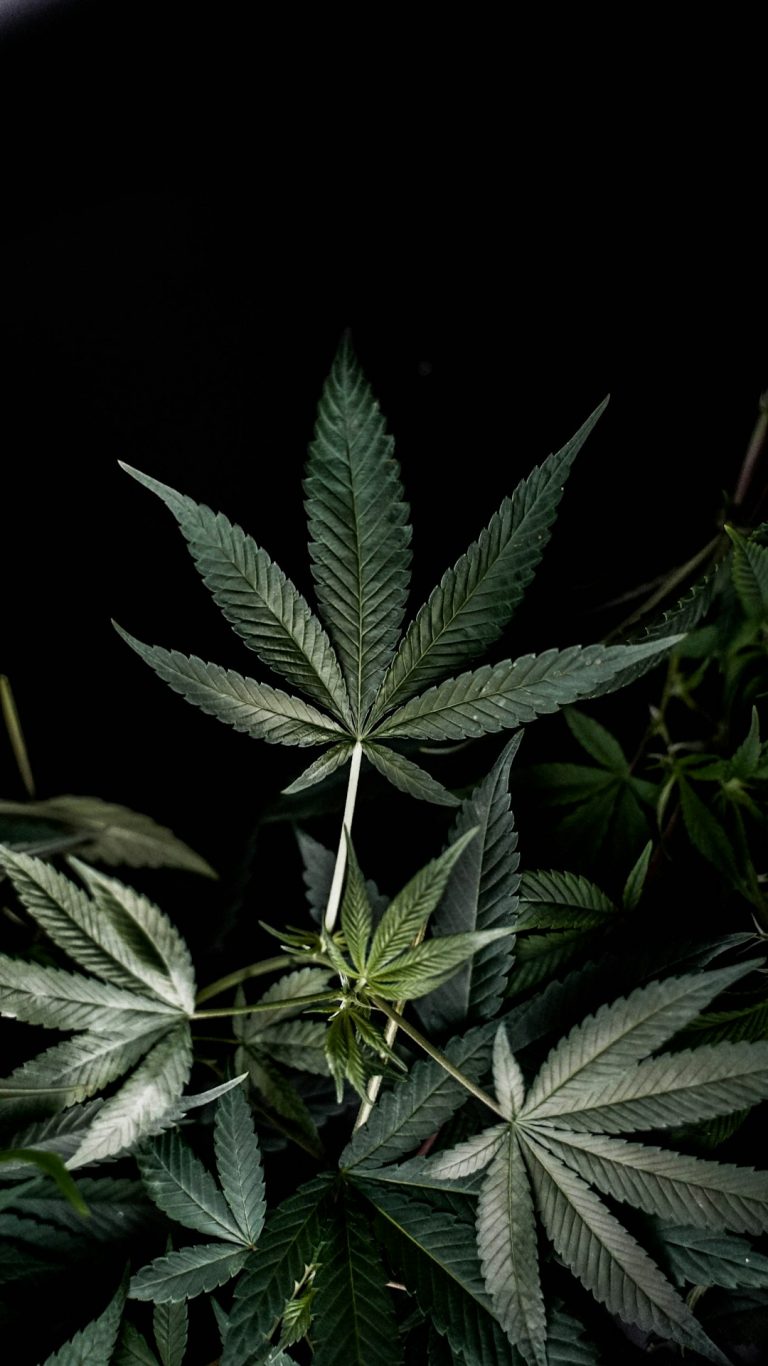 THC Joint Courier Delivery in Prague