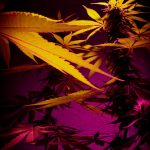 Prague Cannabis Shop: Premium THC Joints and High‑THC Strains img-2063.jpg