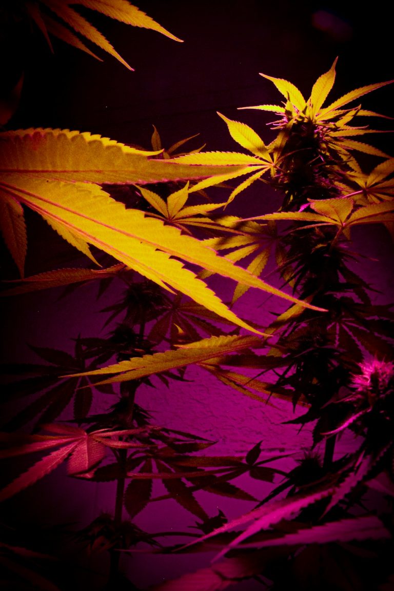Prague Cannabis Shop: Premium THC Joints and High‑THC Strains