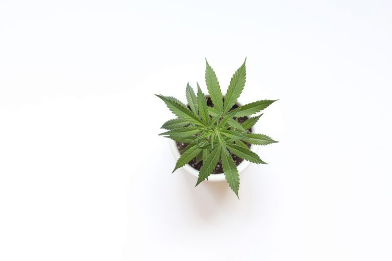 Hemp Delivery Service Online Shop in Prague