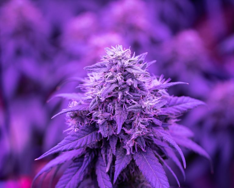 Legal THC Joints in Prague – Licensed Dispensary