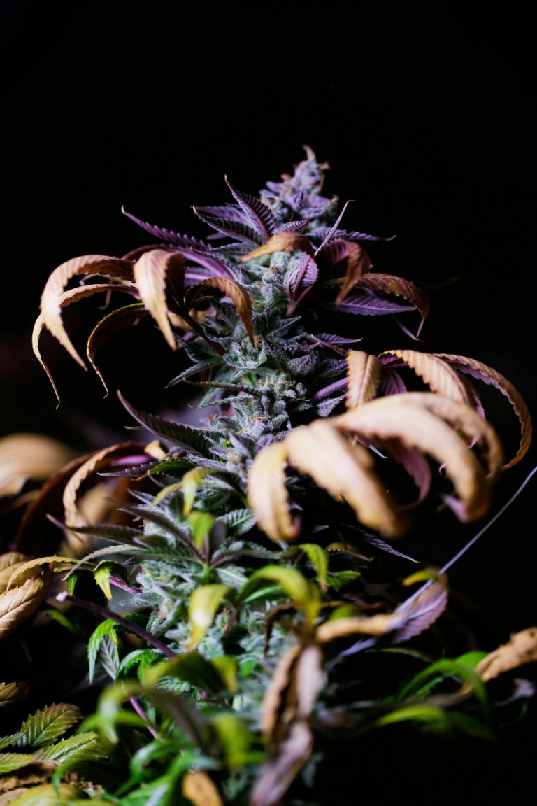 Welcome to the premier destination for THC chocolate and a full range of legal hemp products in Prague