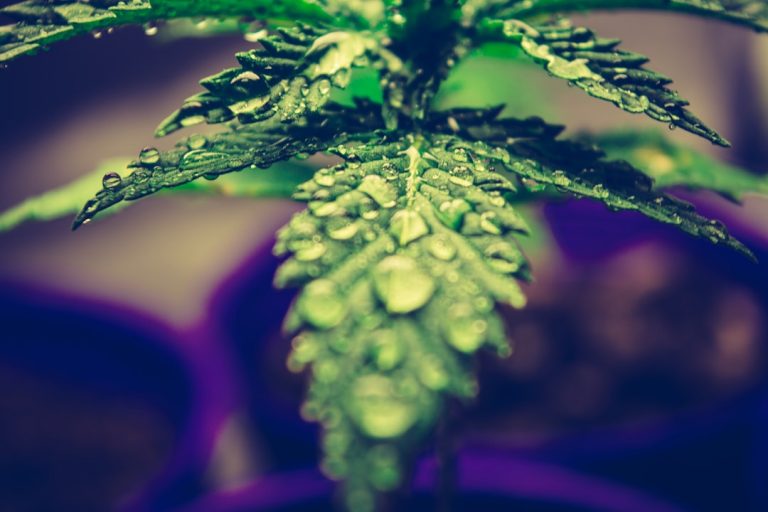 Welcome to the ultimate guide for anyone looking to explore the Prague cannabis scene through the finest THC chocolate offerings