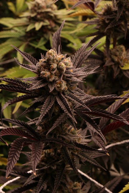 Prague Cannabis Delivery Service