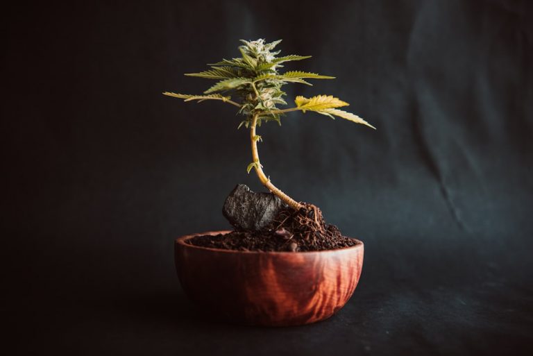 Looking for a reliable place to buy THC vape and other cannabis‑derived products in Prague?