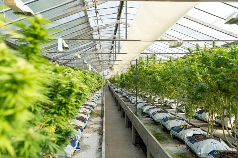 Prague Cannabis Shop: Your Guide to Buying THC Joints, Hemp Products, and More