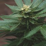 Welcome to the premier cannabis online shop in the heart of the Czech Republic img-2119.jpg