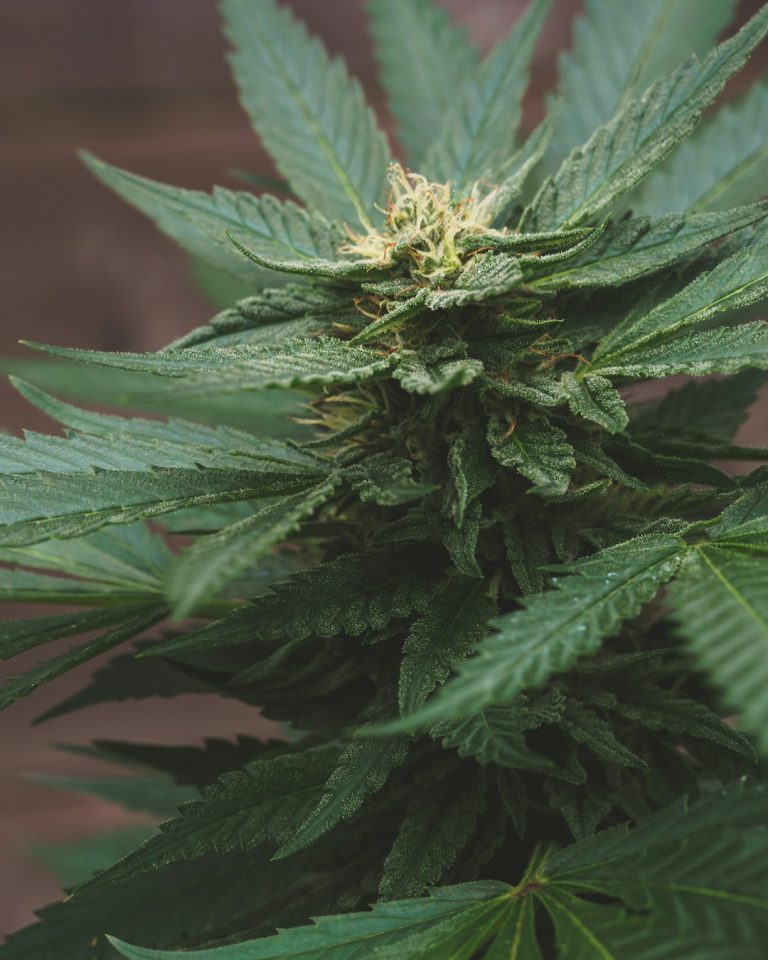 Welcome to the premier cannabis online shop in the heart of the Czech Republic