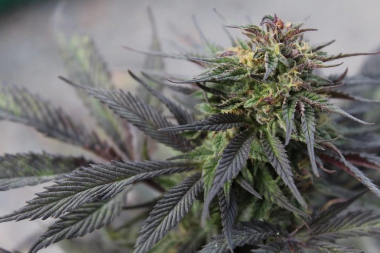 Welcome to the ultimate guide for discovering the best THC vape collection in the heart of Prague