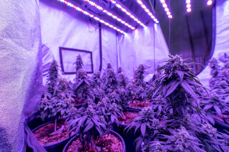 Welcome to the premier destination for premium cannabis, marijuana, hemp, and THC products in the Czech Republic