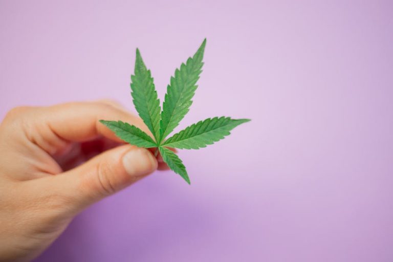 Prague Weed Shop: Cheap Deals and Discounts