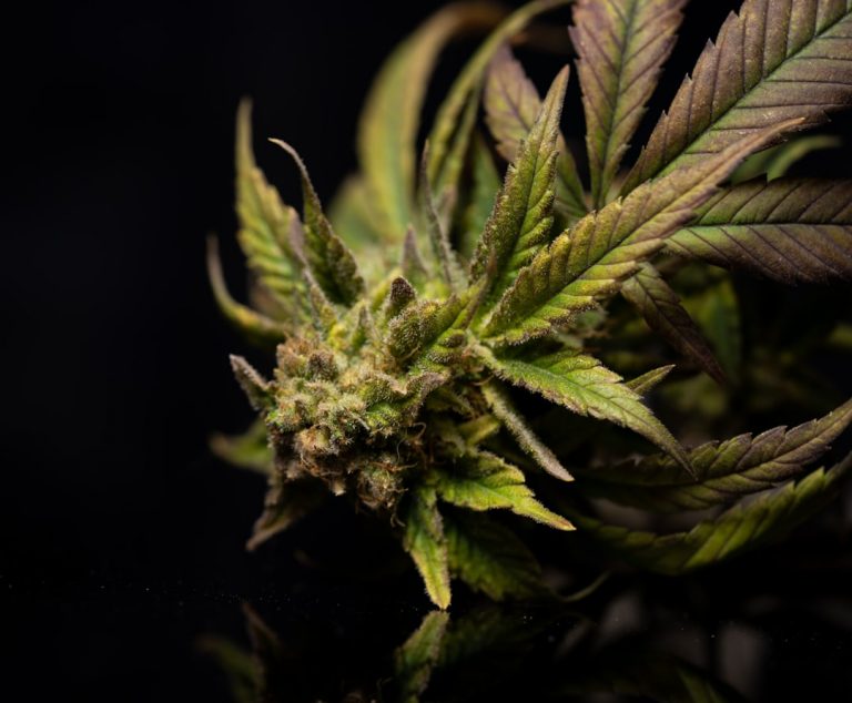 Reliable Hemp Delivery Service in Prague