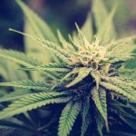 Premium THC Chocolates and Cannabis Edibles in Prague img-2166.jpg
