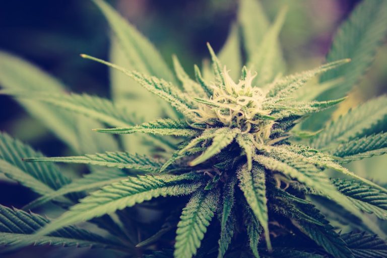 Premium THC Chocolates and Cannabis Edibles in Prague