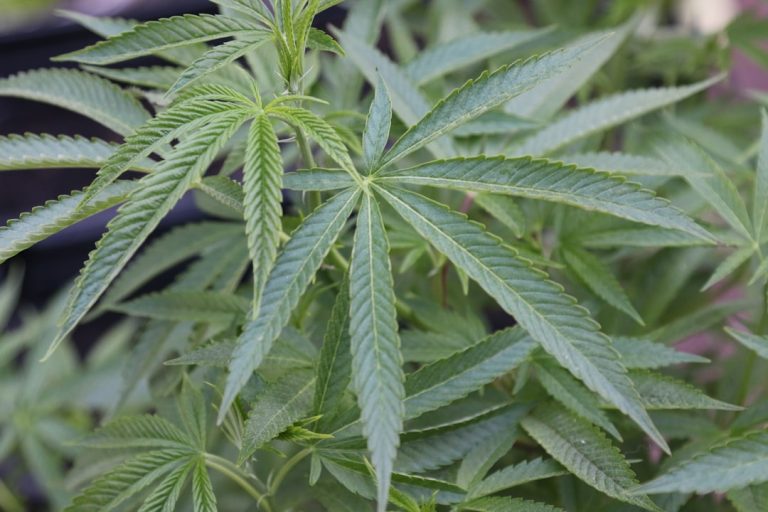 Premium Hemp and Cannabis Products in Prague