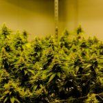 Prague Cannabis Shop: Your Ultimate Source for High‑Quality Marijuana, Hemp, and THC Products img-2172.jpg