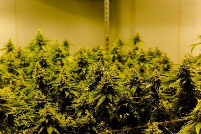 Prague Cannabis Shop: Your Ultimate Source for High‑Quality Marijuana, Hemp, and THC Products