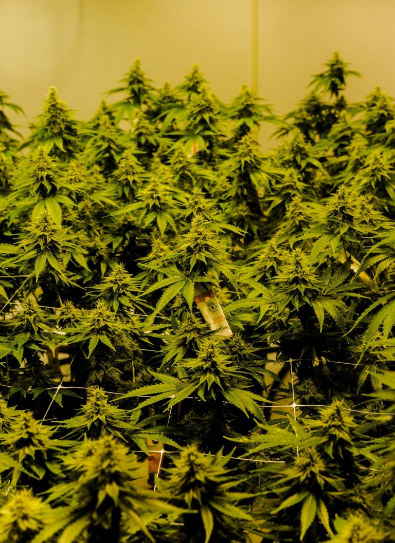 Looking for a reliable online cannabis shop in Prague that offers premium THC chocolates and a full range of cannabis products? You’ve come to the right place. Our Prague cannabis store delivers high‑quality cannabis edibles, THC chocolate online, and more, all at competitive prices.