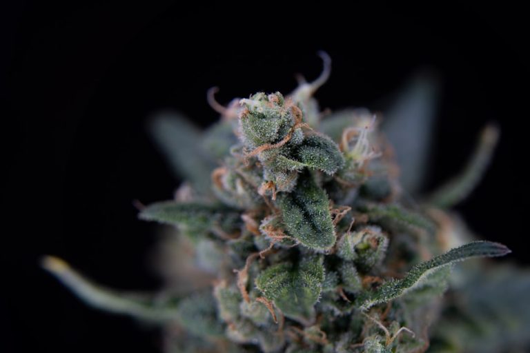 Legal Status of Cannabis in the Czech Republic