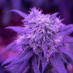 Explore the Prague Cannabis Market img-2181.jpg