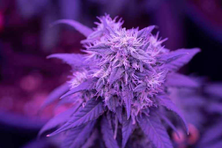 Explore the Prague Cannabis Market