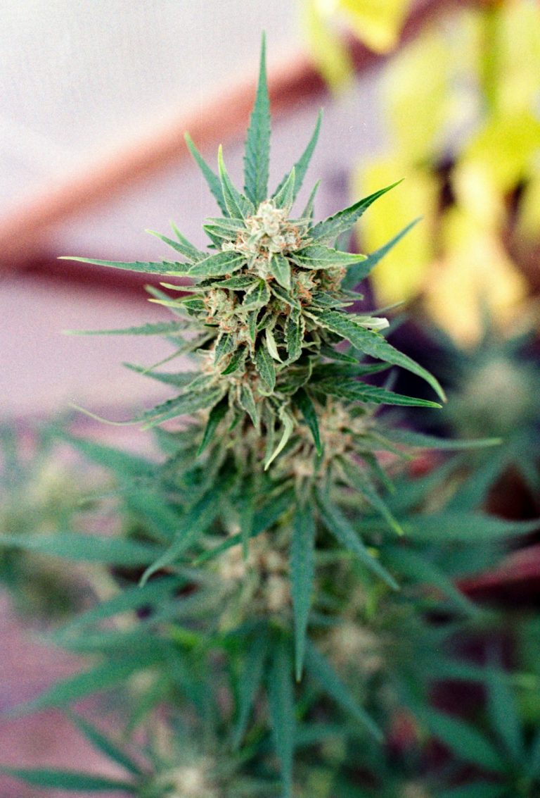 Welcome to the most trusted hemp shop Prague