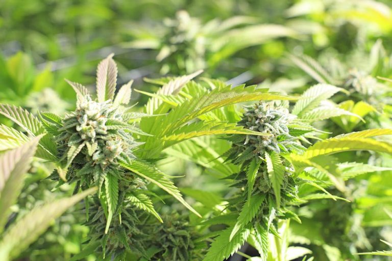 Prague Cannabis Shop: Buy Weed Online in Prague