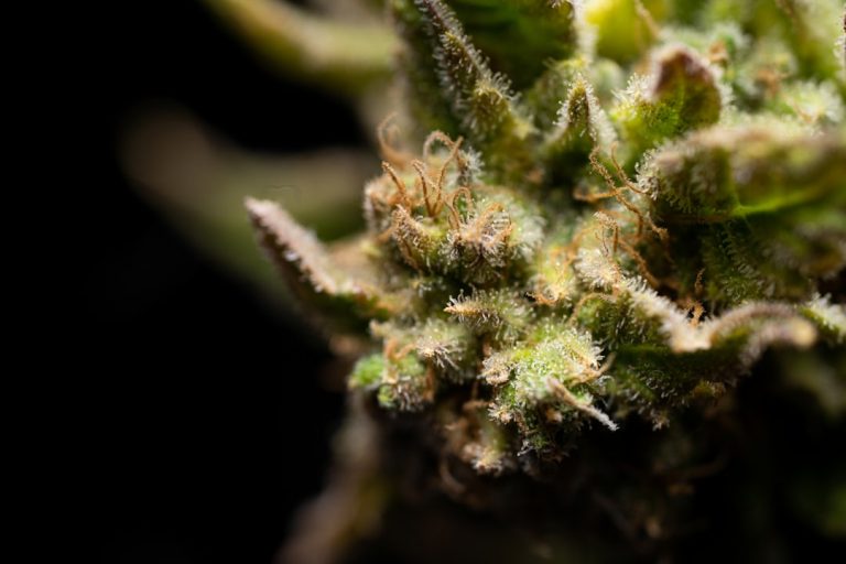 Prague’s cannabis vaping scene: high‑quality THC vapes, CBD products, and hemp‑derived items
