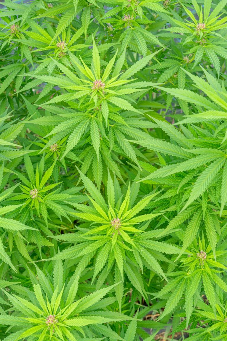 Looking for a quick, reliable way to get high‑quality cannabis, weed, or hemp products in Prague? Our online dispensary offers a seamless same‑day delivery service that brings the best of the Czech cannabis market right to your doorstep.