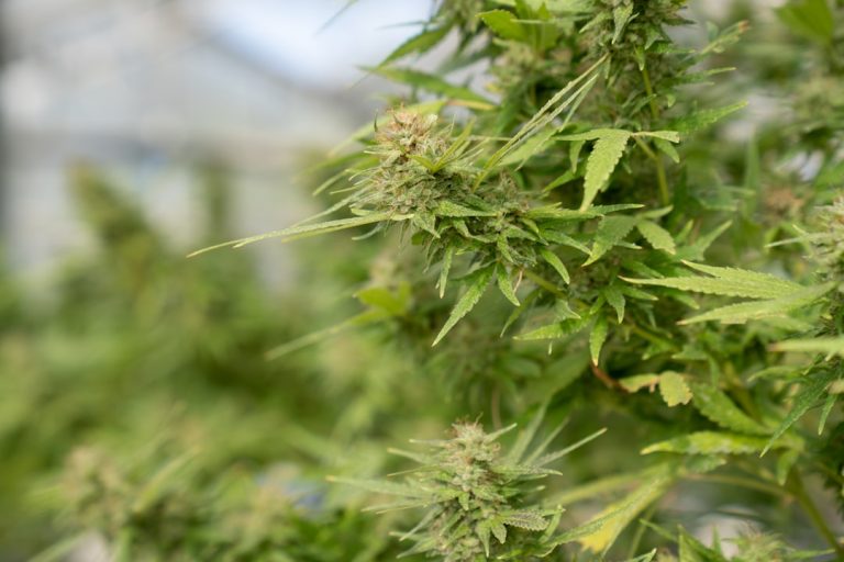 Prague’s cannabis scene is growing fast‚ and with that growth comes a vibrant market for THC chocolate, cannabis chocolate, and hemp chocolate