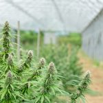 Fast THC Joint Delivery in Prague img-2279.jpg